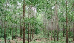 Nỗi buồn bủa vây gia đình nạn nhân bị đốt cháy tại vườn tràm